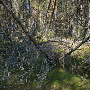 Krituši koki mežā Krituši koki mežā