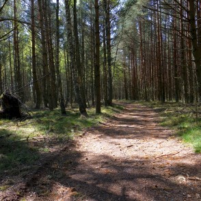 Meža ceļš ejot pa Papes dabas taku Meža ceļš ejot pa Papes dabas taku