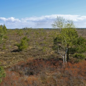 Nidas purvs Nidas purvs