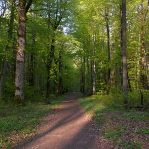 Kalētu mežaparka takas Kalētu mežaparka takas