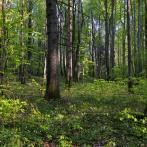 Kalētu mežaparks Kalētu mežaparks