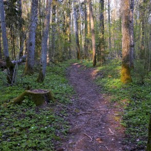 Kalētu mežaparka takas Kalētu mežaparka takas