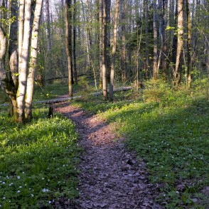 Kalētu mežaparka takas Kalētu mežaparka takas