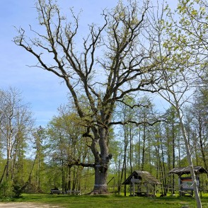 "Mīlestības ozols" Remtes muižas parkā "Mīlestības ozols" Remtes muižas parkā