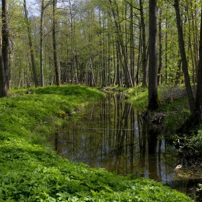 Remtes muižas parks pavasarī Remtes muižas parks pavasarī