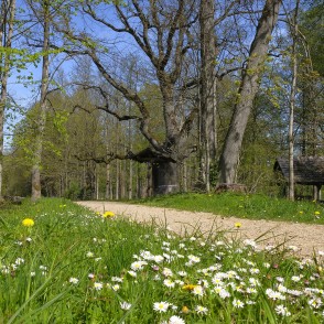 Ejot pa Remtes muižas parku Ejot pa Remtes muižas parku