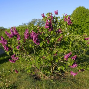 Ceriņi ejot pa Cieceres dabas taku Ceriņi ejot pa Cieceres dabas taku
