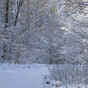 Sniegotais ceļš uz Mušķiem marta rītā Sniegotais ceļš uz Mušķiem marta rītā