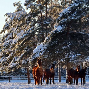 "Kalēju" zirgi ziemā "Kalēju" zirgi ziemā