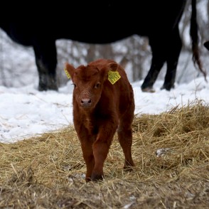 Angus teliņš Angus teliņš