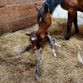Kumeliņš ar balto zvaigzni Kumeliņš ar balto zvaigzni