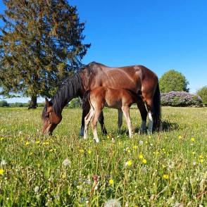 Ķēve ar kumeliņu Ķēve ar kumeliņu