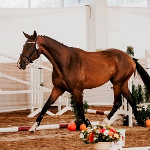 Sporta zirgs Sporta zirgs