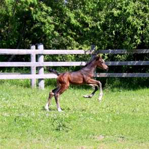 Priecīgais kumeliņš Priecīgais kumeliņš