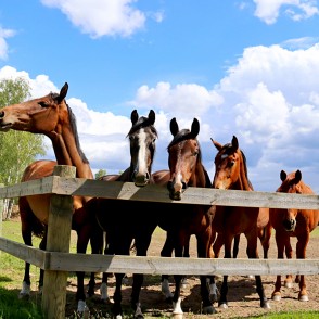 "Kalēju" zirgi "Kalēju" zirgi