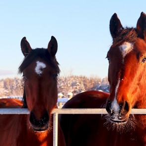 Zvaigžņu zirgi Zvaigžņu zirgi
