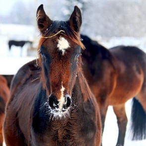 Apsarmojušās ūsas Apsarmojušās ūsas
