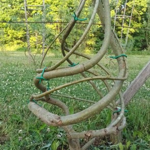 Tree shaping, Forest Designed Tree shaping, Forest Designed