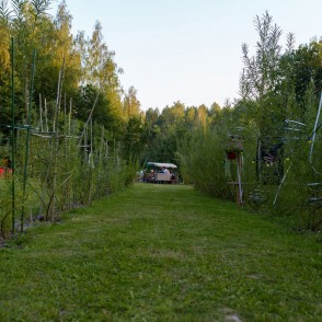 Mēbeļu audzētava Meža dizaina dārzs Mēbeļu audzētava Meža dizaina dārzs