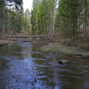 Viesatas upesloki Viesatas upesloki