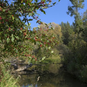 Vilce pie ietekas Svētē Vilce pie ietekas Svētē