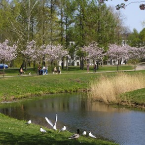 Sakuras pie Mārupītes Uzvaras parkā Sakuras pie Mārupītes Uzvaras parkā