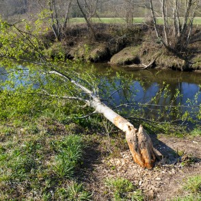 Bebrs pabrokastoja Bebrs pabrokastoja