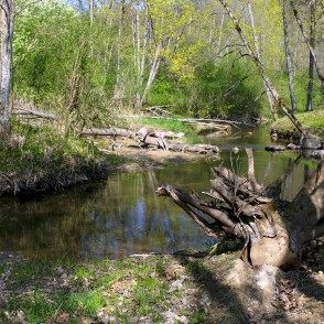 Izgāzti koki Vilces krastos Vilces dabas parkā Izgāzti koki Vilces krastos Vilces dabas parkā
