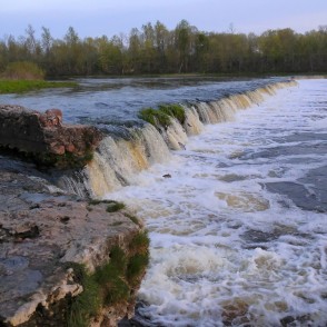 Ventas rumbā lec zivis Ventas rumbā lec zivis