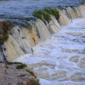 Ventas rumbā lec zivis Ventas rumbā lec zivis