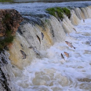 Ventas rumbā lec vimbas Ventas rumbā lec vimbas