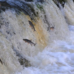 Vimbu nārsta migrācija Vimbu nārsta migrācija