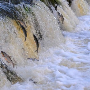 Kuldīgā lec Vimbas Kuldīgā lec Vimbas