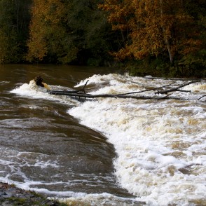 Abavas rumba rudenī Abavas rumba rudenī
