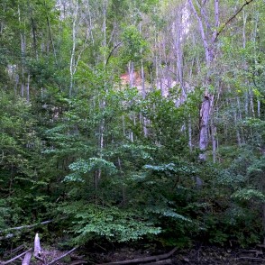 Skats uz Ainavu krauju caur kokiem Skats uz Ainavu krauju caur kokiem