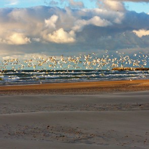 Lidojošas kaijas Ventspils pludmalē Lidojošas kaijas Ventspils pludmalē