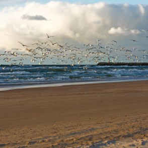 Kaijas Ventspils pludmalē Kaijas Ventspils pludmalē