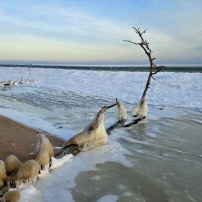 Kolkasrags ziemā: apledojis krasts ar salā iesalušiem koku stumbriem Kolkasrags ziemā: apledojis krasts ar salā iesalušiem koku stumbriem