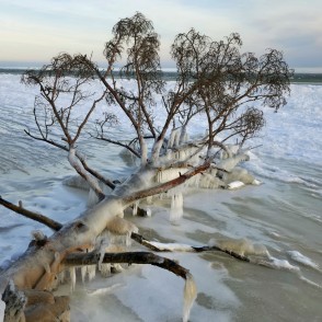 Apledojis koks Kolkasragā uz sasalušas jūras fona ziemas piekrastē Apledojis koks Kolkasragā uz sasalušas jūras fona ziemas piekrastē