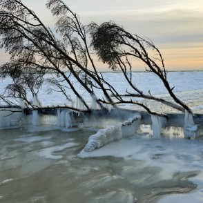 Sasalusi piekraste Kolkasragā ar apledojušu koku un ziemas saulrietu Sasalusi piekraste Kolkasragā ar apledojušu koku un ziemas saulrietu