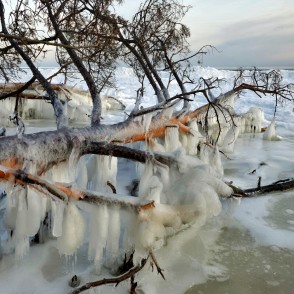 Apledojuši krasta koki Kolkasragā ar lāstekām uz sasalušas jūras fona Apledojuši krasta koki Kolkasragā ar lāstekām uz sasalušas jūras fona