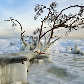 Sasalusi jūras mala Kolkasragā ar apledojušu koku un ziemas debesīm Sasalusi jūras mala Kolkasragā ar apledojušu koku un ziemas debesīm