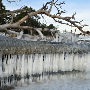 Lāsteku siena uz apledojušiem kokiem Kolkasragā pie sasalušas jūras malas Lāsteku siena uz apledojušiem kokiem Kolkasragā pie sasalušas jūras malas