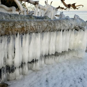 Garas lāstekas uz apledojuša stumbra Kolkasragā pie sasalušas piekrastes Garas lāstekas uz apledojuša stumbra Kolkasragā pie sasalušas piekrastes