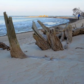 Kolkasraga piekraste ar kritušiem kokiem Kolkasraga piekraste ar kritušiem kokiem