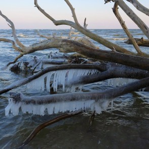 Apledojuši koki Kolkasragā Apledojuši koki Kolkasragā