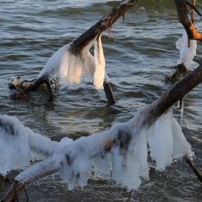 Apledojuši koki Kolkasragā Apledojuši koki Kolkasragā