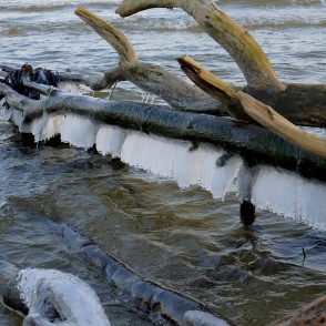 Lāstekas uz vētras nogāztiem kokiem Kolkasragā Lāstekas uz vētras nogāztiem kokiem Kolkasragā