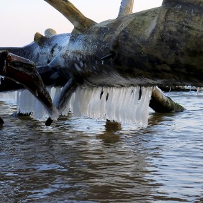 Lāstekas uz vētras nogāztiem kokiem Kolkasragā Lāstekas uz vētras nogāztiem kokiem Kolkasragā