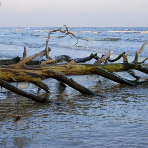 Lāstekas uz vētras nogāztiem kokiem Kolkasragā Lāstekas uz vētras nogāztiem kokiem Kolkasragā
